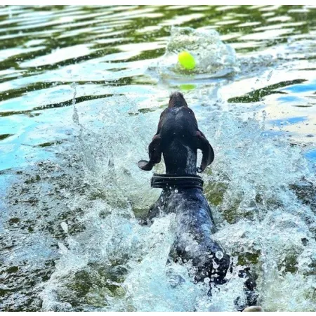 Dingo Zabawka dla psa - Piłka świecąca Play & Glow 14x8cm-2032968