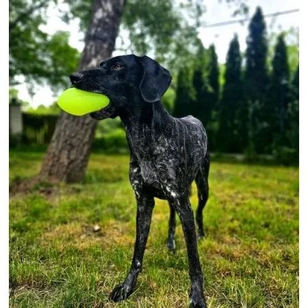 Dingo Zabawka dla psa - Piłka świecąca Play & Glow 14x8cm-2032969