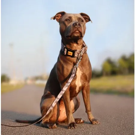 Dingo Obroża regulowana America Georgia 2,0cm/45cm-2032983