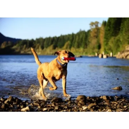 Chuckit! Amphibious Bumper Medium [18300]-2033109