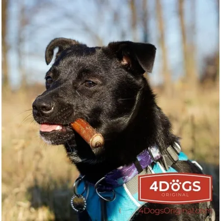 4DOGS Gryzak z penisa wołowego S-2033410