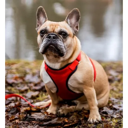 Dingo Szelki bezuciskowe z dwupaskową regulacją S czerwone-2033665