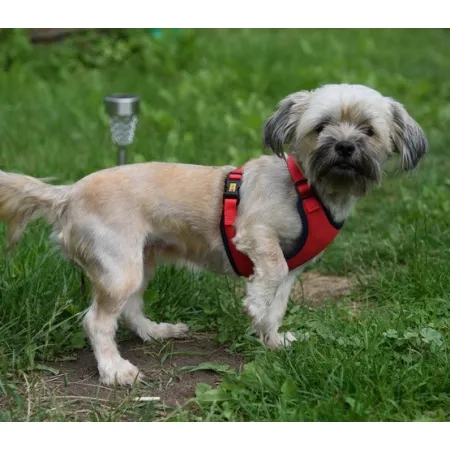 Dingo Szelki bezuciskowe z dwupaskową regulacją M czerwone-2033673