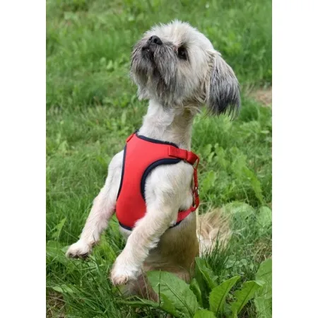 Dingo Szelki bezuciskowe z dwupaskową regulacją L czerwone-2033680