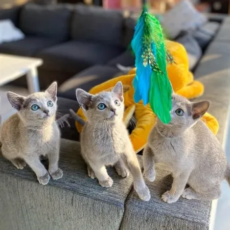 Dingo Zabawka dla kota - Wędka Charming z trzema wymiennymi zabawkami-2033688