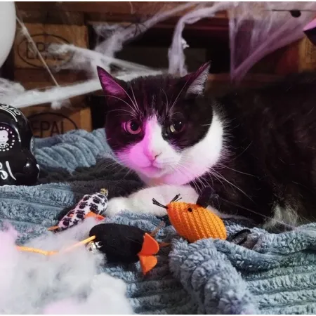 Dingo Zabawka dla kota - Myszki z Salem 3szt-2033697