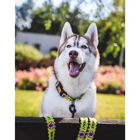 Dingo Obroża regulowana City - Nie Dotykaj 2,0cm/45cm-2034015