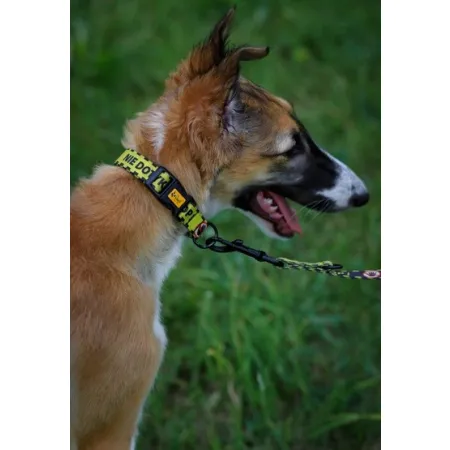 Dingo Obroża regulowana City - Nie Dotykaj 3,0cm/60cm-2034019