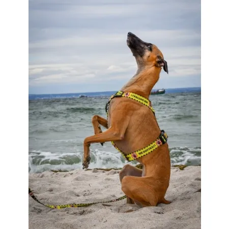 Dingo Szelki dwupaskowe Guard City - Nie Dotykaj rozmiar L-2034038