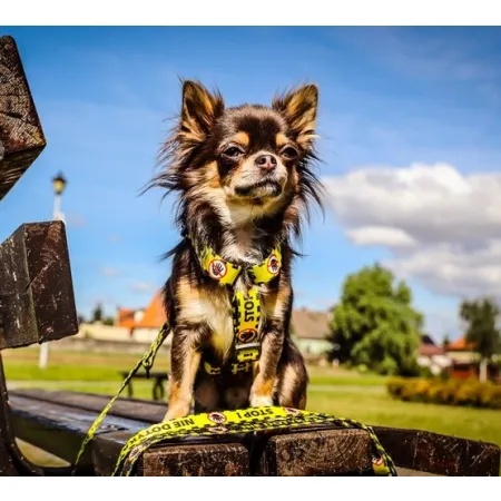 Dingo Szelki dwupaskowe Guard City - Nie Dotykaj rozmiar L-2034039