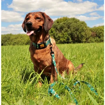 Dingo Obroża regulowana City - Monstera 2,0cm/45cm-2034042