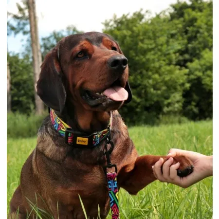 Dingo Obroża regulowana City - Graffiti 2,0cm/45cm-2034050