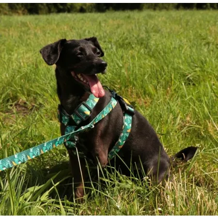 Dingo Smycz przepinana City - Monstera 3x220cm-2034062