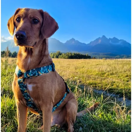 Dingo Szelki dwupaskowe Guard City - Monstera rozmiar S-2034074