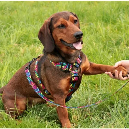 Dingo Szelki dwupaskowe Guard City - Graffiti rozmiar S-2034089