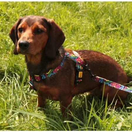 Dingo Szelki dwupaskowe Guard City - Graffiti rozmiar L-2034100