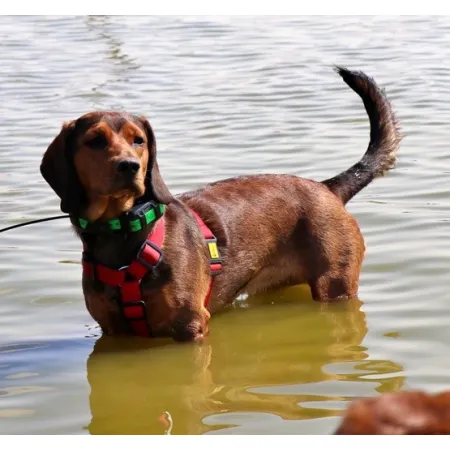 Dingo Szelki Guard dwupaskowe Scandi 3cm rozmiar L szare-2034138