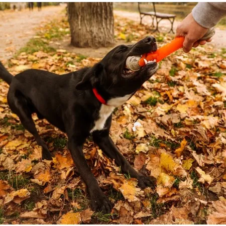 Dingo Zabawka dla psa - Guma TPR - Aport Dent 24cm-2034379