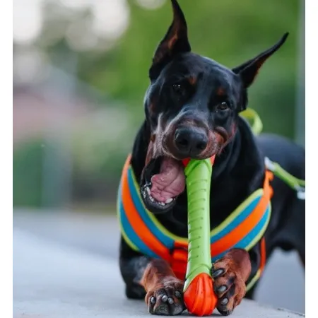 Dingo Zabawka dla psa - Guma TPR - Aport Dent 30cm-2034383