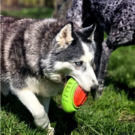 Dingo Zabawka dla psa - Guma TPR - Rugby Dent 17cm-2034394