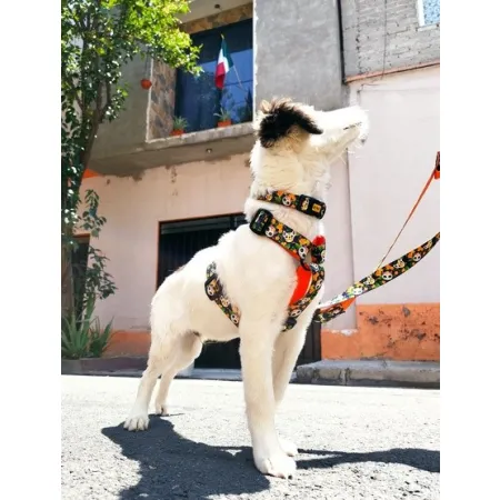 Dingo Szelki dwupaskowe Guard City - Chiapas rozmiar S-2034459