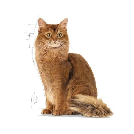 Royal Canin Ultra Light pasztet karma mokra dla kotów dorosłych, z tendencją do nadwagi saszetka 85g-2034483