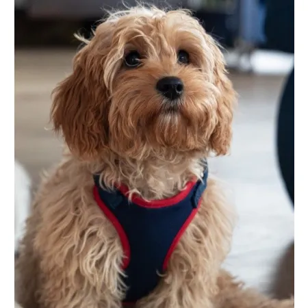 Dingo Szelki bezuciskowe z dwupaskową regulacją S granatowe-2035075