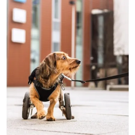 Dingo Szelki bezuciskowe z dwupaskową regulacją L czarne-2035086