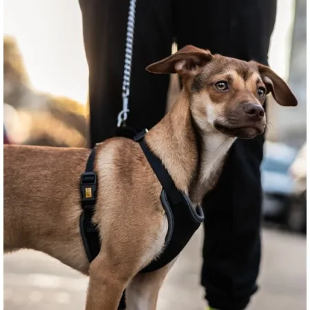 Dingo Szelki bezuciskowe z dwupaskową regulacją L czarne-2035087