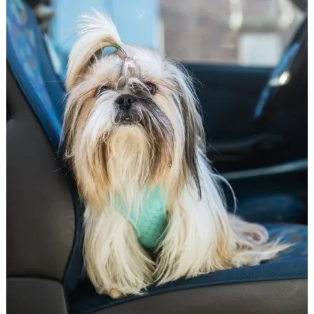 Dingo Szelki bezuciskowe z dwupaskową regulacją L miętowe-2035111