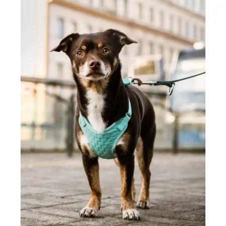 Dingo Szelki bezuciskowe z dwupaskową regulacją M miętowe-2035115