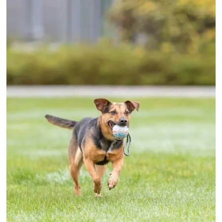 Trixie Piłka gumowa na sznurku 6/30cm [3454]-2035446