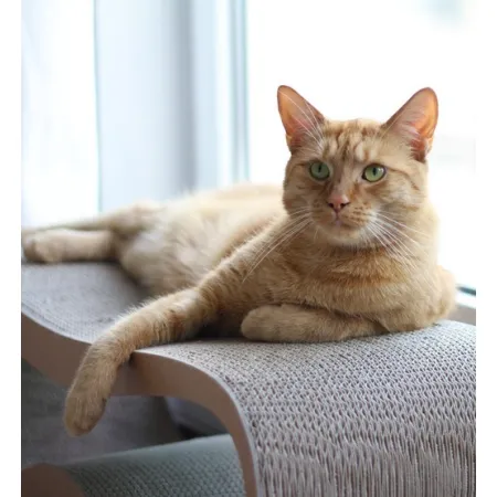 MyKotty Drapak Lui brązowy-2036331