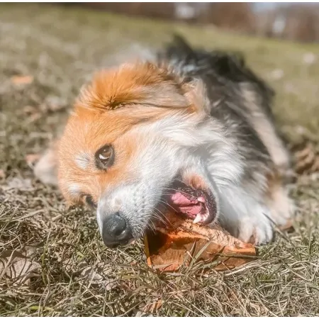 4DOGS Gryzak z korzenia drzewa wrzosowego S-2036489