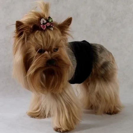 Grande Finale Pampas czarny - majtki dla samca rozmiar 2 [PA1/2]-2036508