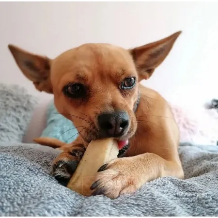 4DOGS Gryzak z sera himalajskiego Churpi Original XL-2037298