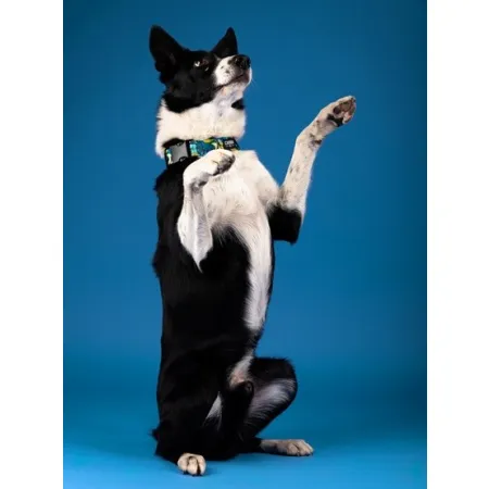 CHABA Obroża regulowana Story III L Carnival-2037918