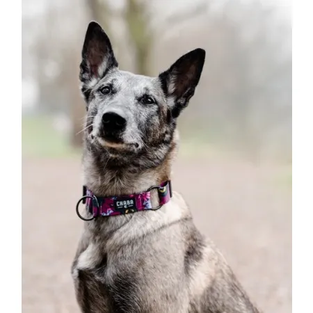 CHABA Obroża regulowana Story III M Lakota-2037961