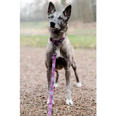 CHABA Smycz regulowana Story III M 20mm/260cm Lakota-2038088