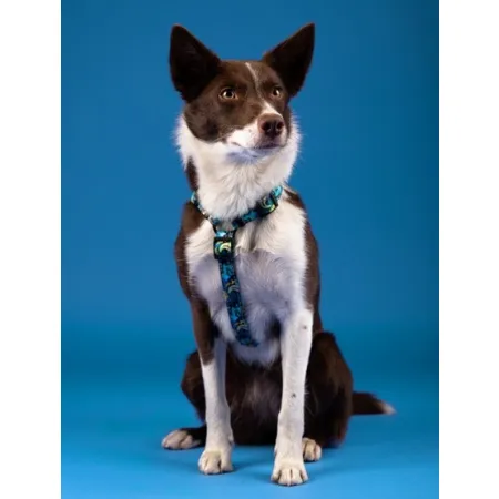 CHABA Szelki Guard Story III L 2,5cm Carnival-2038229