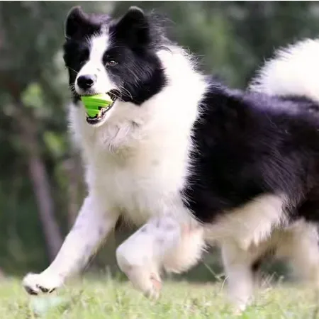 PetDreamHouse Zabawka gumowa Geo-Gem Rolly zielona-2038712