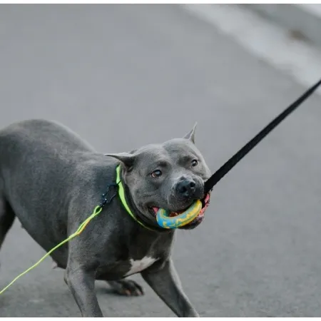 Dingo Zabawka dla psa - Szarpak Ringo z rączką bungee 10cm-2038776