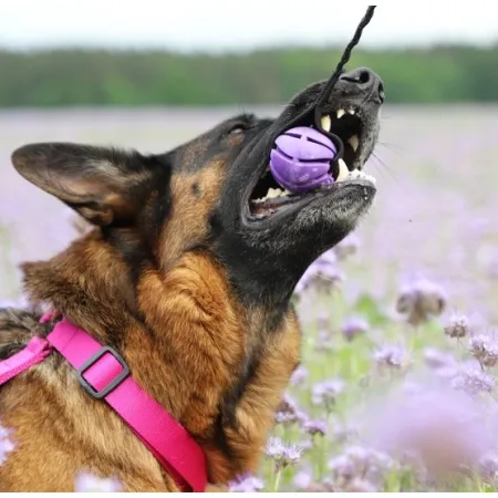 Dingo Zabawka dla psa - Szarpak Piłka z rączką bungee 6cm-2038781