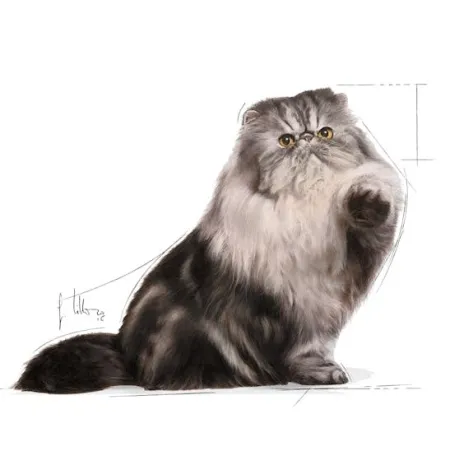 Royal Canin Persian Adult karma mokra w pasztecie dla kotów dorosłych rasy perskiej saszetka 85g-2039948