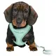 Trixie Szelki ze smyczą Junior 26-34cm miętowe [15565]-2032898