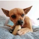 4DOGS Gryzak z sera himalajskiego Churpi Original S-2037265