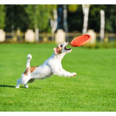 Collar PitchDog24 Latający dysk 24cm pomarańczowy-2040760