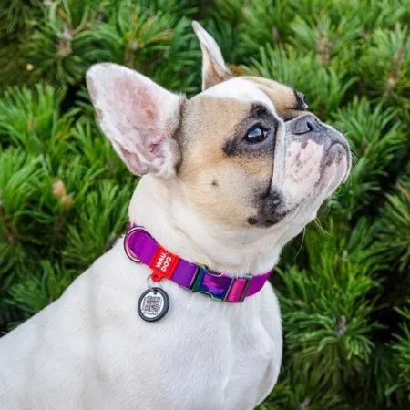 Collar WauDog Recycled Obroża nylonowa z QR-paszportem, gradient M 20mm/28-40cm fioletowy-2040847