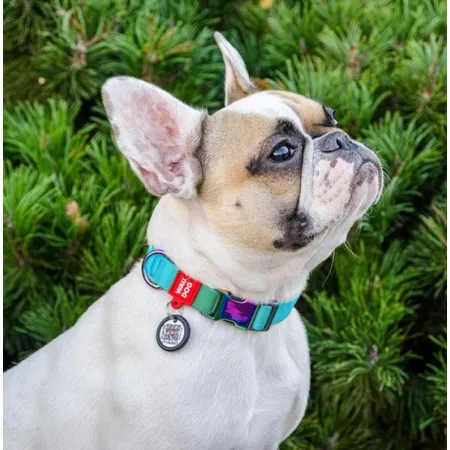 Collar WauDog Recycled Obroża nylonowa z QR-paszportem, gradient S 15mm x 25-35cm niebieski-2040867