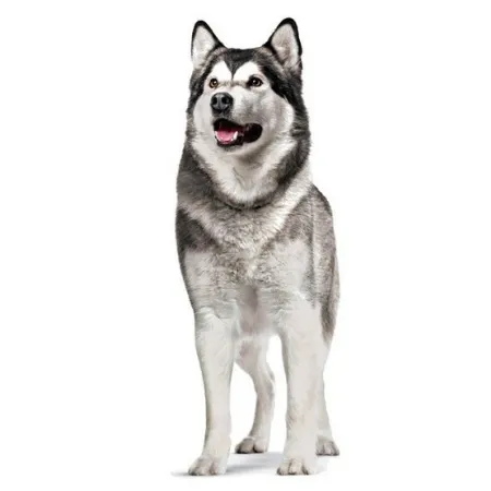 Royal Canin Joint & Ageing Chews Adult Supplements 240g-2041087